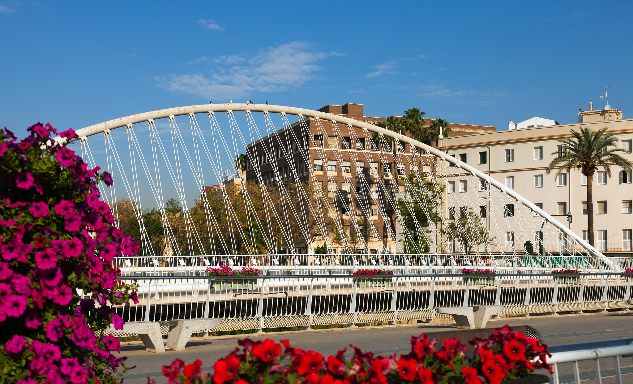 Pedestrian bridge over the Segura River in Murcia, with flowers in the foreground and city buildings beyond.
