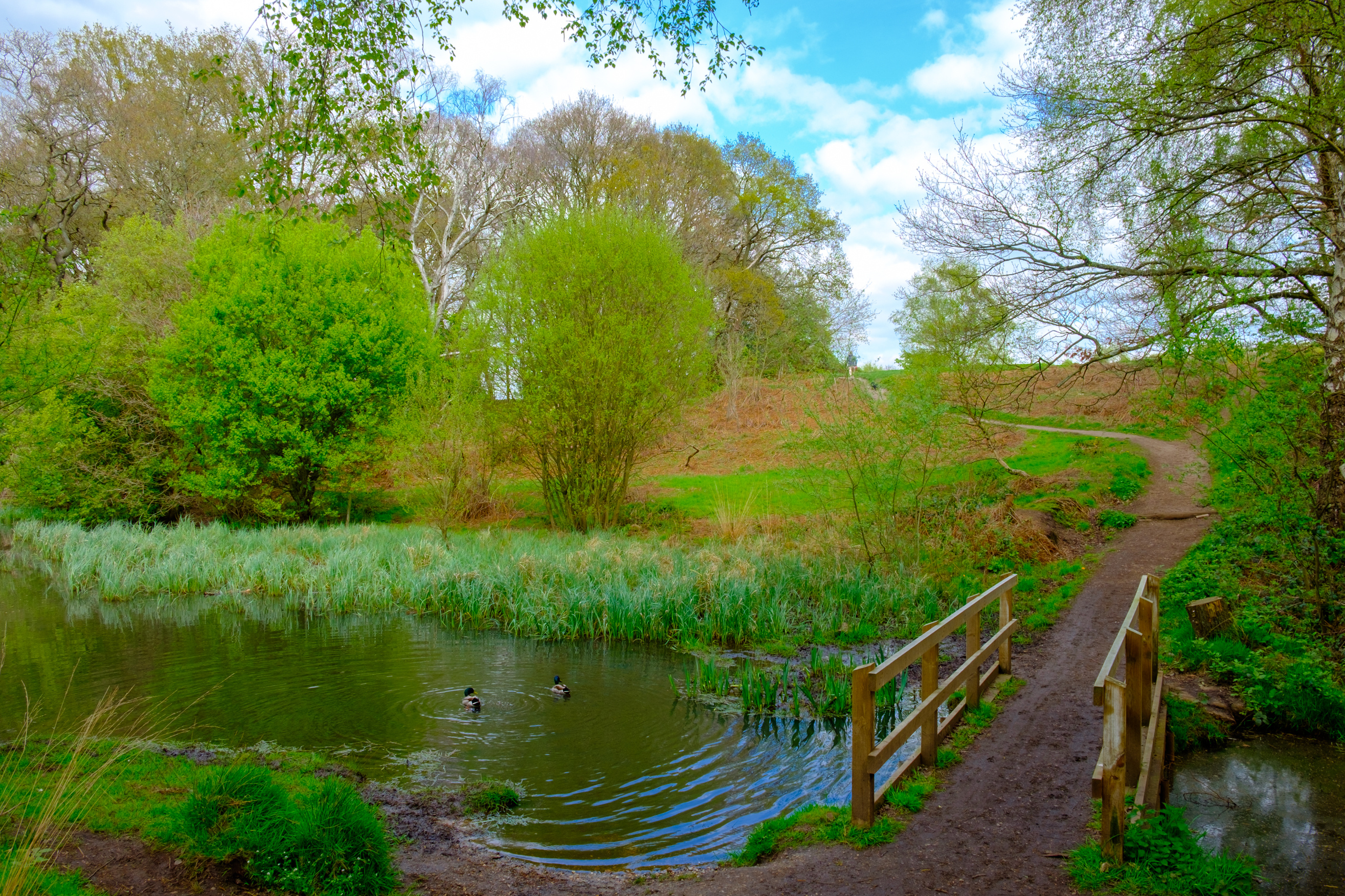 Wooden footbridge and pond on Wimbledon Common, reflecting the area&rsquo;s open green space and slower pace away from central London.
